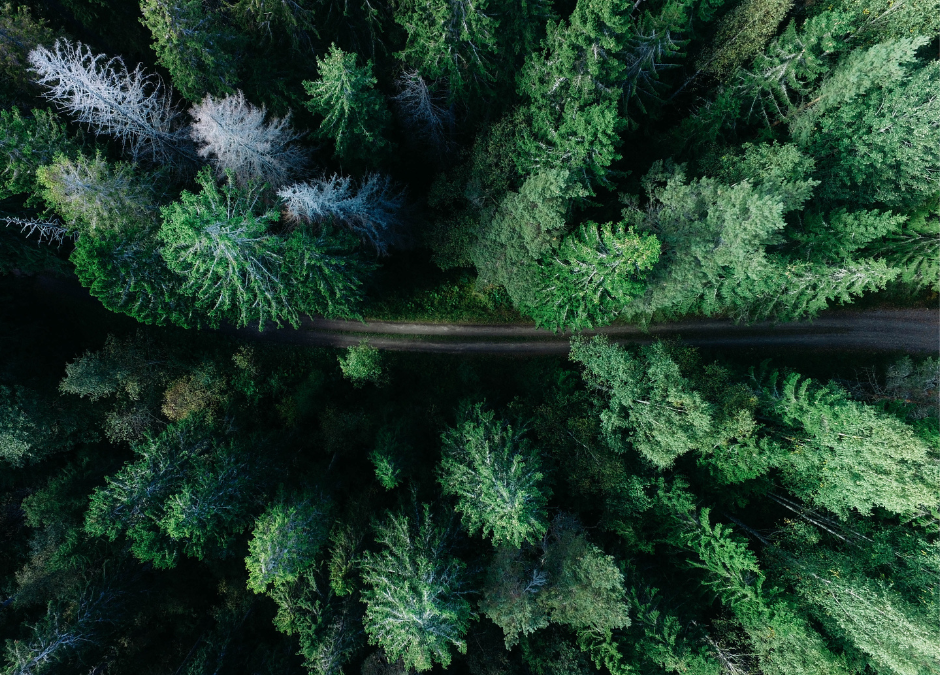 COMMUNIQUÉ – Le PADF soutient treize projets régionaux en matière d’aménagement forestier